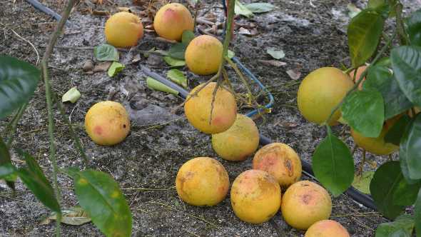 Citrus Fruit Drop in Florida grove