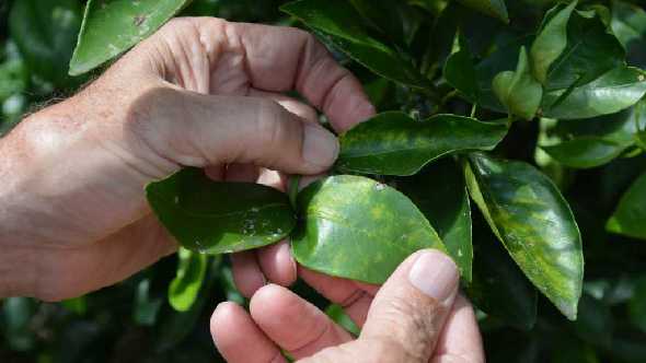 inspecting a citrus leaf for HLB symptoms