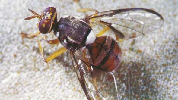 Oriental Fruit fly
