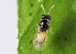 Tamarixia radiata is a predatory wasp that attacks the nymphs of Asian citrus psyllid. (Photo credit: CDFA)