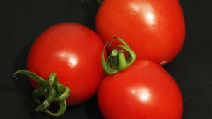 Close-up of Garden Gem tomato fruit