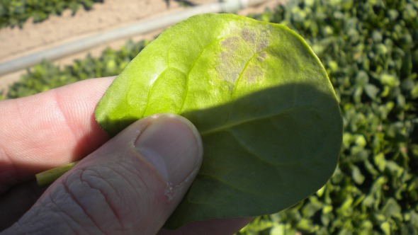 Downy mildew is also known as “blue mold” because of the blueish-purple cast that’s typically seen on the underside of the leaf where there is more humidity. Photo credit: Jim Correll