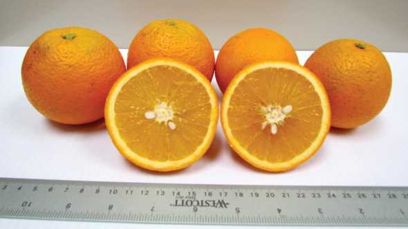 Florida EV1 Valencia hybrid oranges
