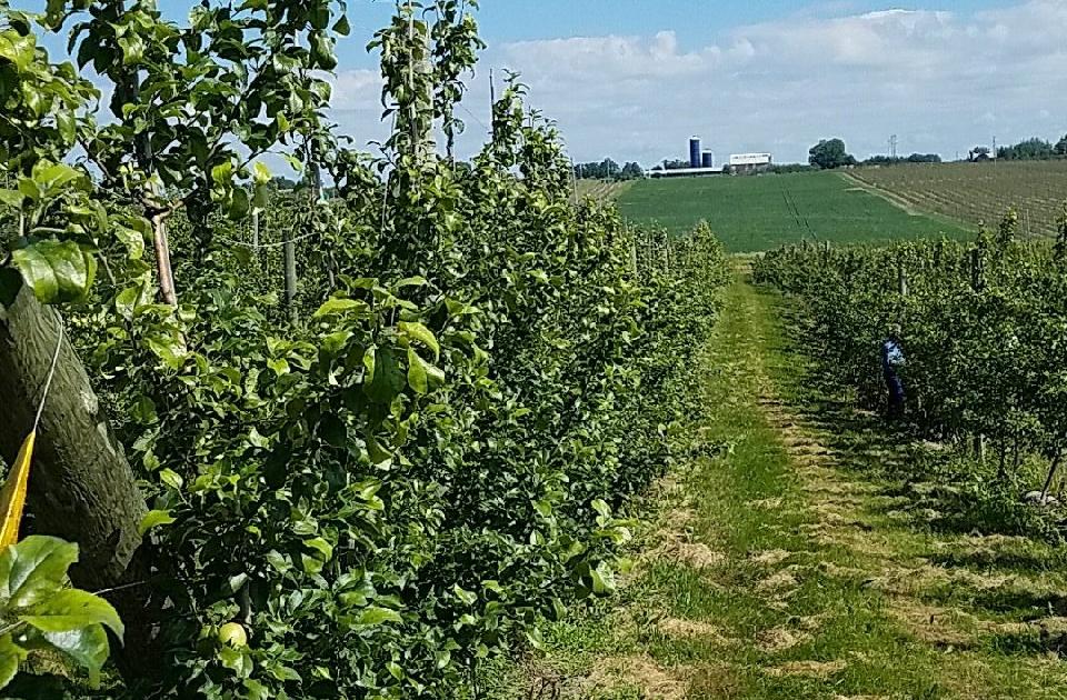 Michigan’s a Hit with Tree Fruit Growers - Growing Produce