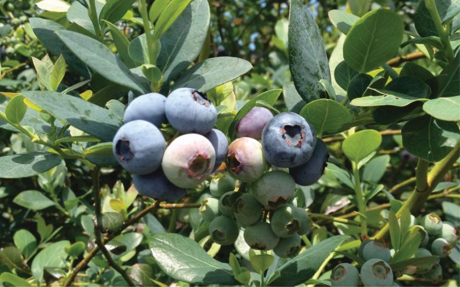 Southern Highbush Berries Have Turned the Blueberry World Upside-Down